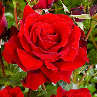 Trandafir teahibrid Red imagine 1