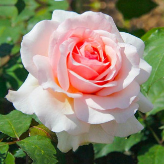 Trandafir teahibrid Roberto Cappucci® imagine 2