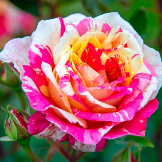 Trandafir teahibrid Rosita Missoni imagine 5