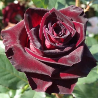 Trandafir teahibrid Royal Baccara imagine 6