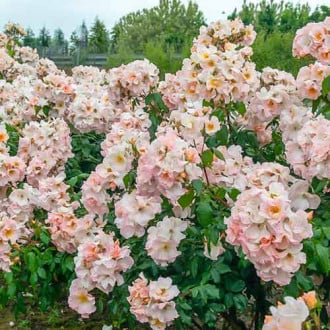 Trandafir teahibrid Sally Holmes® imagine 4