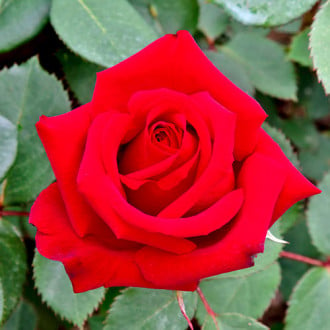 Trandafir teahibrid Valentino® imagine 3