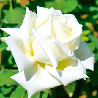 Trandafir teahibrid Vanilla imagine 2