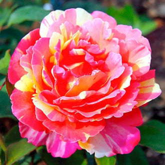 Trandafir teahibrid Variegata di Barni® imagine 3