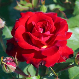 Trandafir teahibrid Velvet Alibi® imagine 2