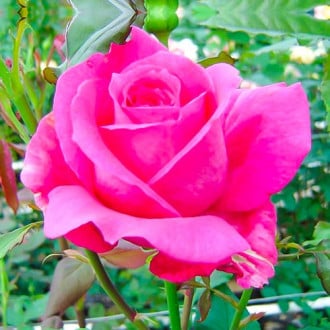 Trandafir teahibrid Wanda Ferragamo® imagine 5