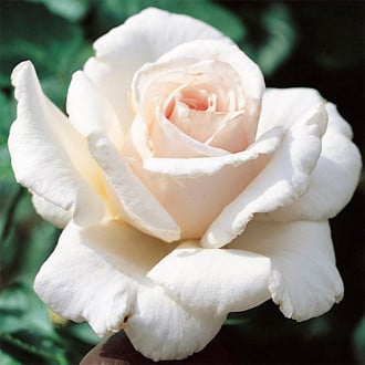 Trandafir floribunda White Cover imagine 5