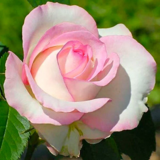 Trandafir teahibrid White & Pink imagine 4