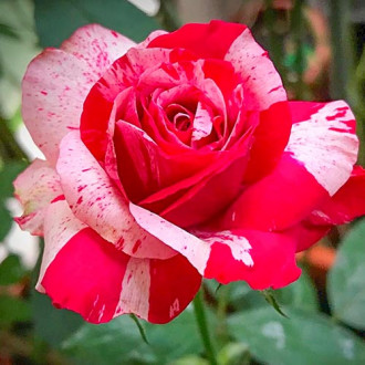 Trandafir teahibrid White & Red imagine 5