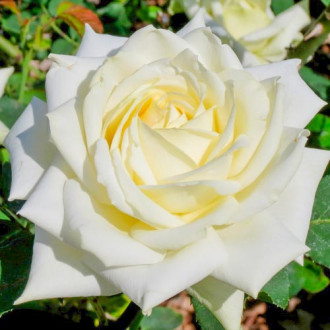 Trandafir teahibrid White imagine 2