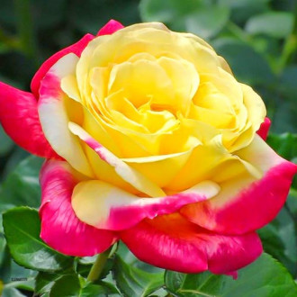 Trandafir teahibrid Yellow Pink imagine 6