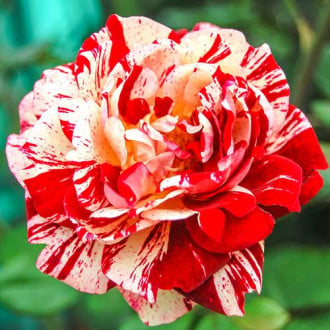 Trandafir teahibrid Yellow Red White imagine 3