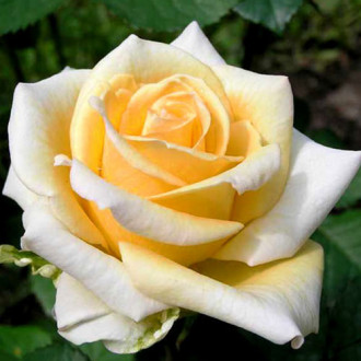 Trandafir teahibrid Yellow White imagine 6