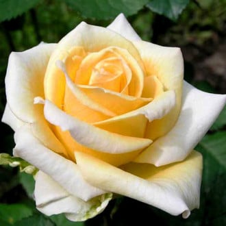 Trandafir teahibrid Yellow White imagine 2