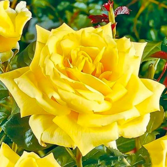 Trandafir teahibrid Yellow imagine 4