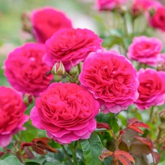 Trandafir urcător Gabriel Oak® imagine 5