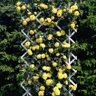 Trandafir urcător Galben imagine 1