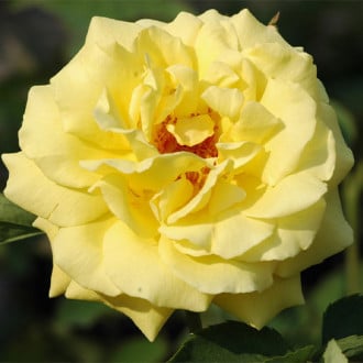 Trandafir urcător Goldstern imagine 4