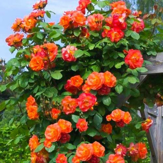 Trandafir urcător Herbaciana imagine 5
