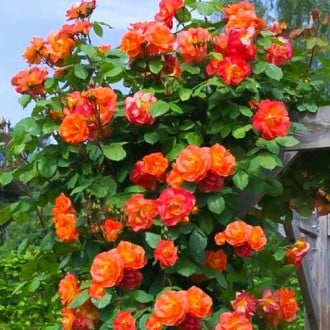 Trandafir urcător Herbaciana imagine 1