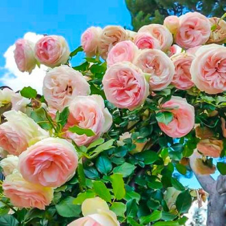 Trandafir urcător Pierre de Ronsard® imagine 2