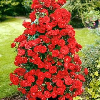 Trandafir urcător Red imagine 2