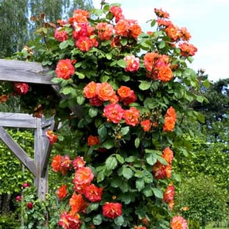 Trandafir urcător Westerland imagine 4
