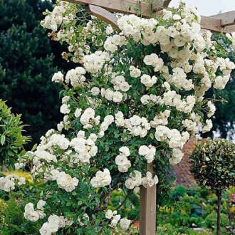 Trandafir urcător White imagine 2