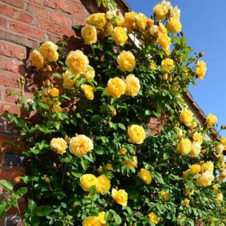 Trandafir urcător Yellow imagine 2