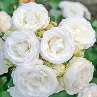 Trandafir White Babyflor® imagine 1