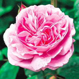 Trandafiri englezesti Mary Rose imagine 1