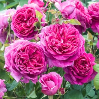 Trandafiri englezesti Pink Lady imagine 3