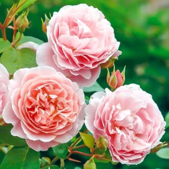 Trandafiri englezesti William Morris imagine 2