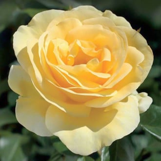 Trandafir Floribunda Allgold imagine 6