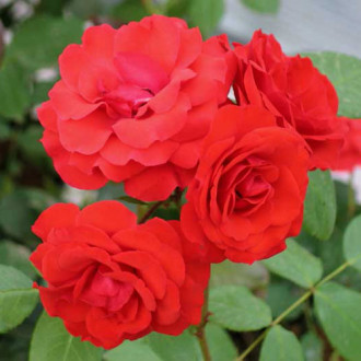 Trandafir Floribunda Allotria imagine 16