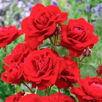 Trandafir Floribunda Diademe Red imagine 2