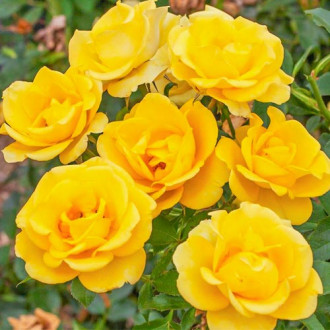 Trandafir Floribunda Golden Smiles imagine 3