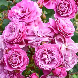 Trandafir Floribunda Magenta Diadem imagine 3