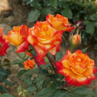 Trandafir floribunda Samba imagine 1