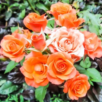 Trandafiri miniatur Alegria imagine 6