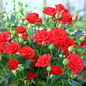 Trandafiri miniatur Red Mikado imagine 6