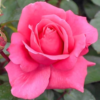 Trandafir teahibrid Cryterion  imagine 3