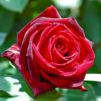 Trandafir teahibrid Cygne Noir  imagine 1