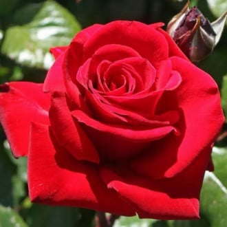 Trandafir teahibrid Fulgurante  imagine 2