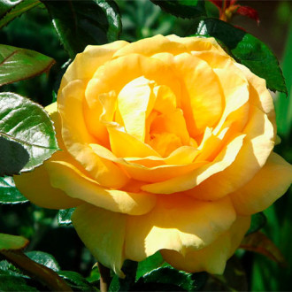 Trandafir teahibrid Golden Medalion imagine 5