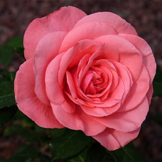 Trandafir urcător Mondiale imagine 3