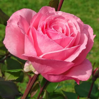Trandafir teahibrid Queen Elizabeth imagine 1