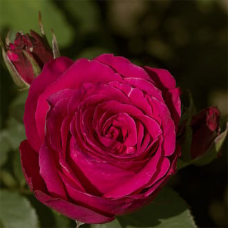 Trandafir teahibrid Smooth Velvet imagine 4