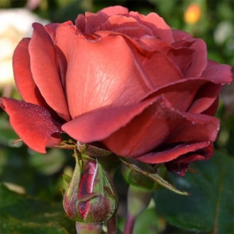 Trandafir teahibrid Grandessa imagine 3