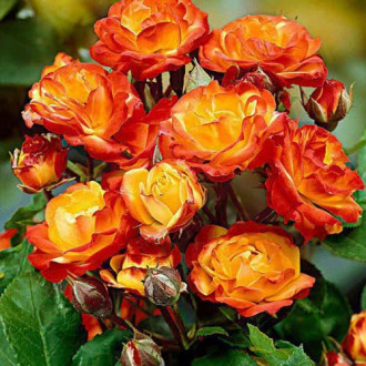 Trandafir floribunda Rumba imagine 2